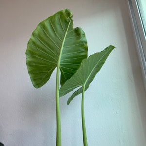 Giant Taro plant photo by @Cosmic named Sebastian on Greg, the plant care app.