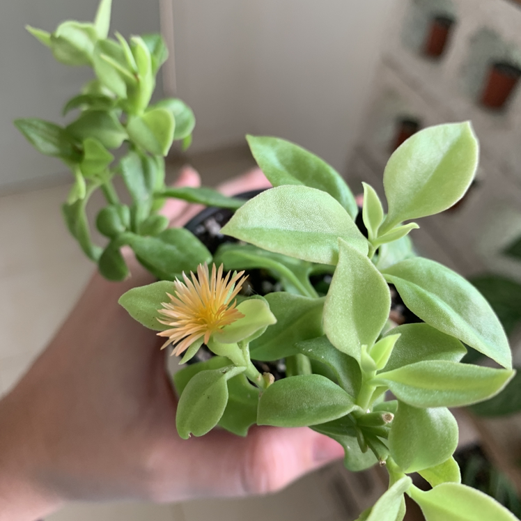 Healthy Baby Sun Rose plant with green leaves and a small yellow flower, held by a hand.