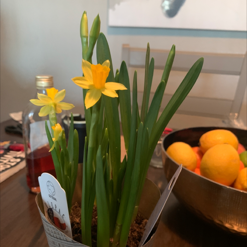 Photo of the plant species Jonquil by @NumberoneCosmo named Bossbaby on Greg, the plant care app