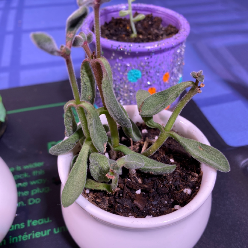 Panda Plant in a white pot with visible soil, another plant in a purple pot in the background.