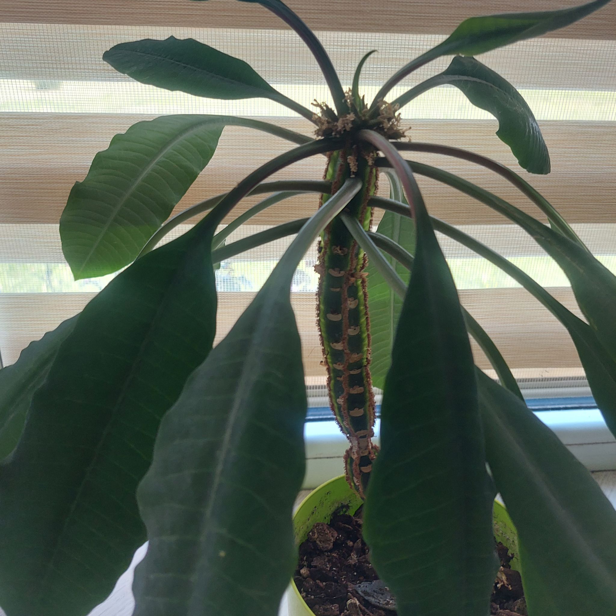 Madagascar Jewel plant with large green leaves near a window, minor browning visible.