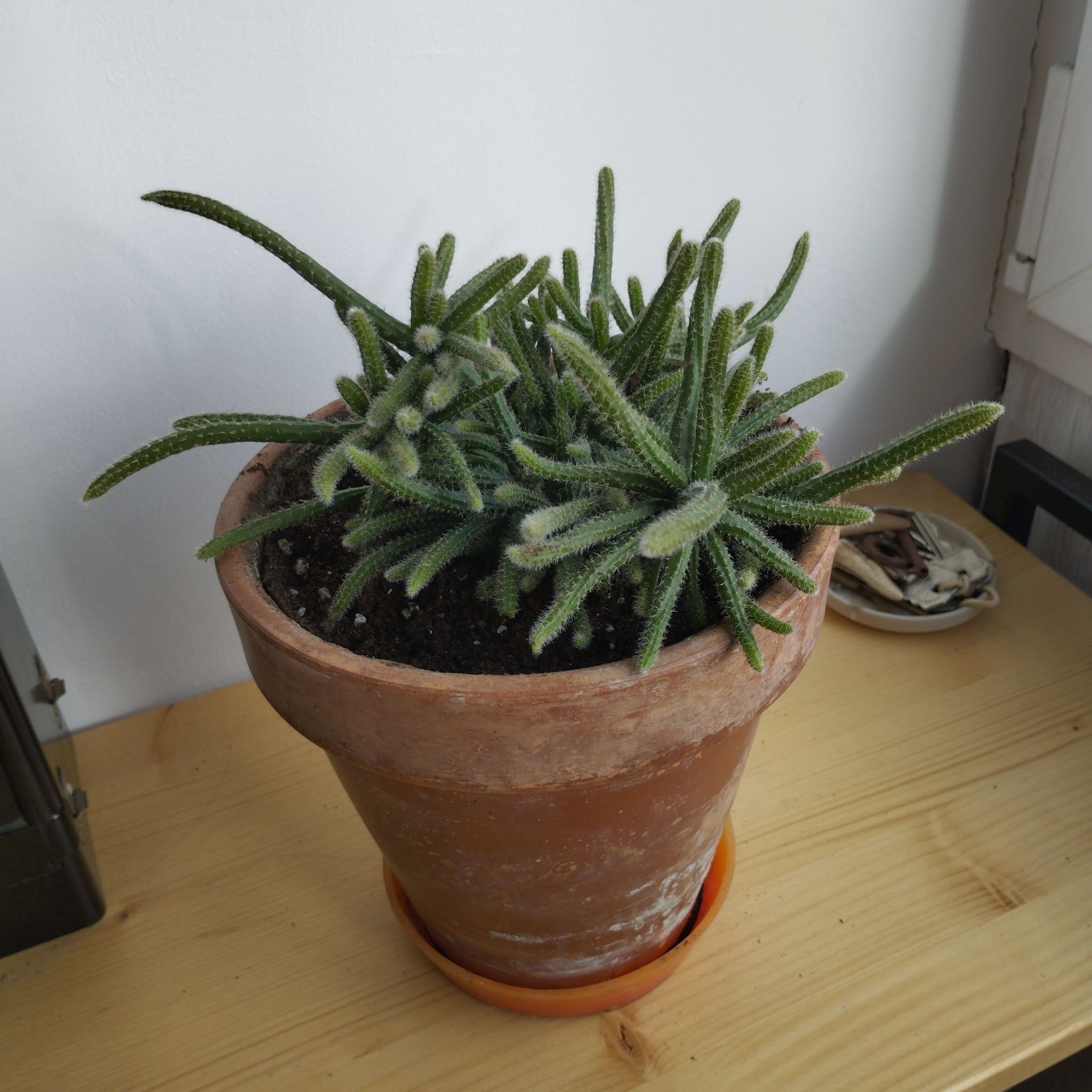 Rat Tail Cactus in a terracotta pot on a wooden surface.