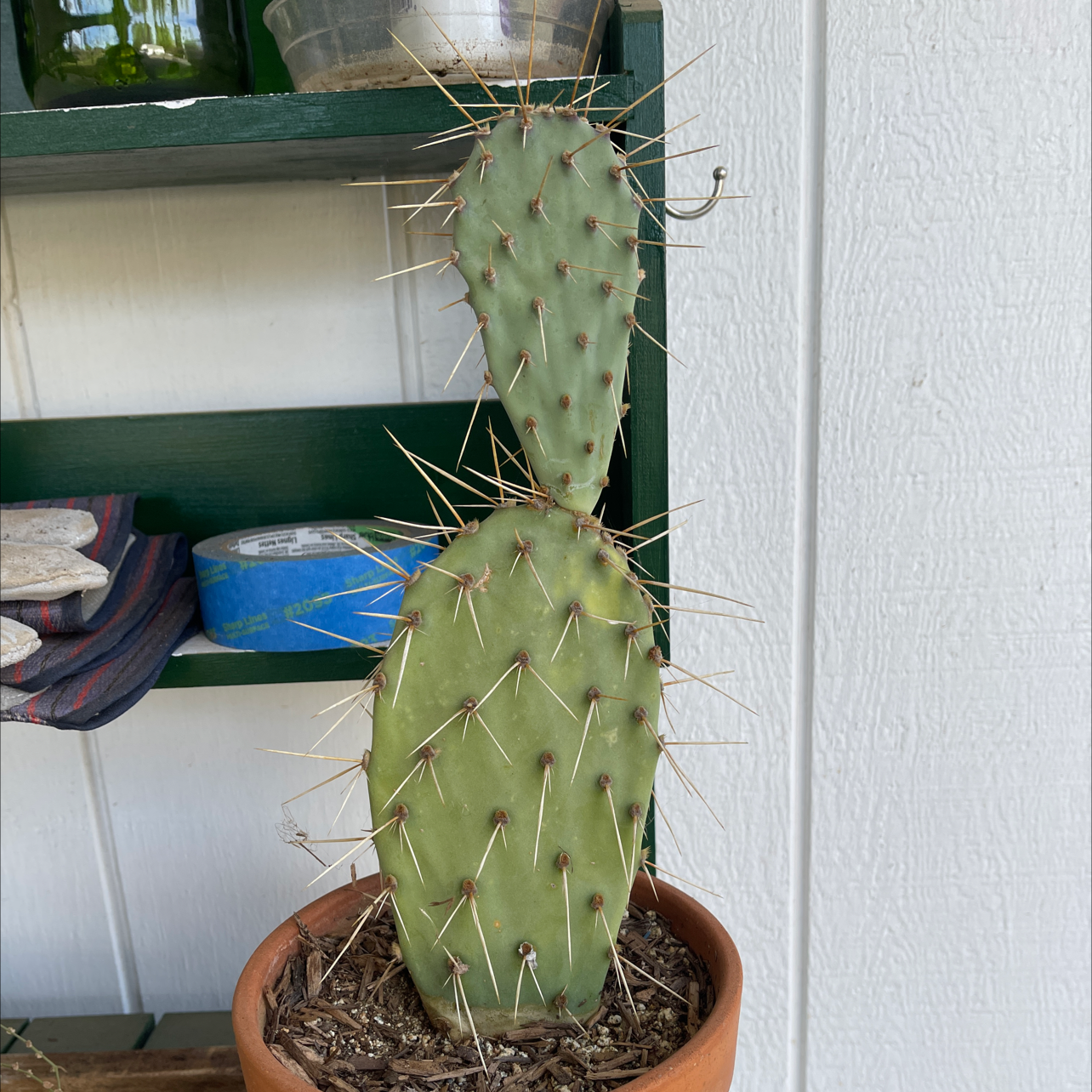 Photo of the plant species Few-Spined Marble-Seeded Prickly Pear by @UpcomingAvocado named Your plant on Greg, the plant care app