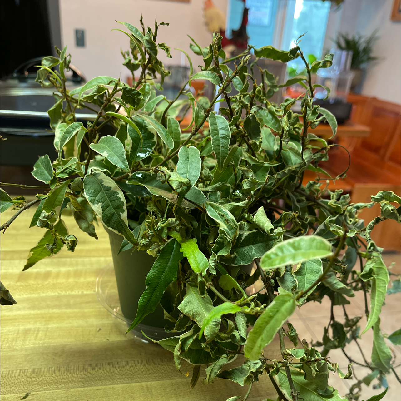 Photo of the plant species Variegated Ficus sagittata by @UpcomingAvocado named Lola on Greg, the plant care app