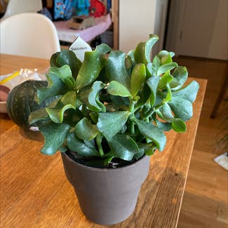 Silver Jade Plant plant in New York, New York