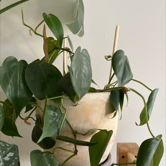 Heartleaf Philodendron plant in New York, New York