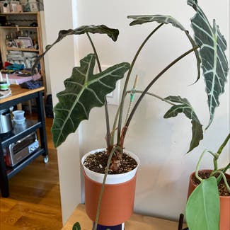 Alocasia amazonica plant in New York, New York