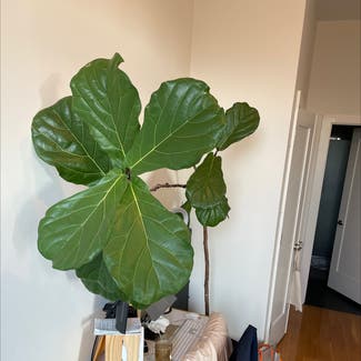 Fiddle Leaf Fig plant in New York, New York
