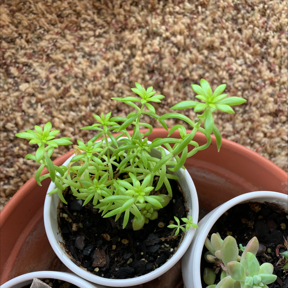 Annual Stonecrop plant in a white pot inside a terracotta pot, with vibrant green leaves.