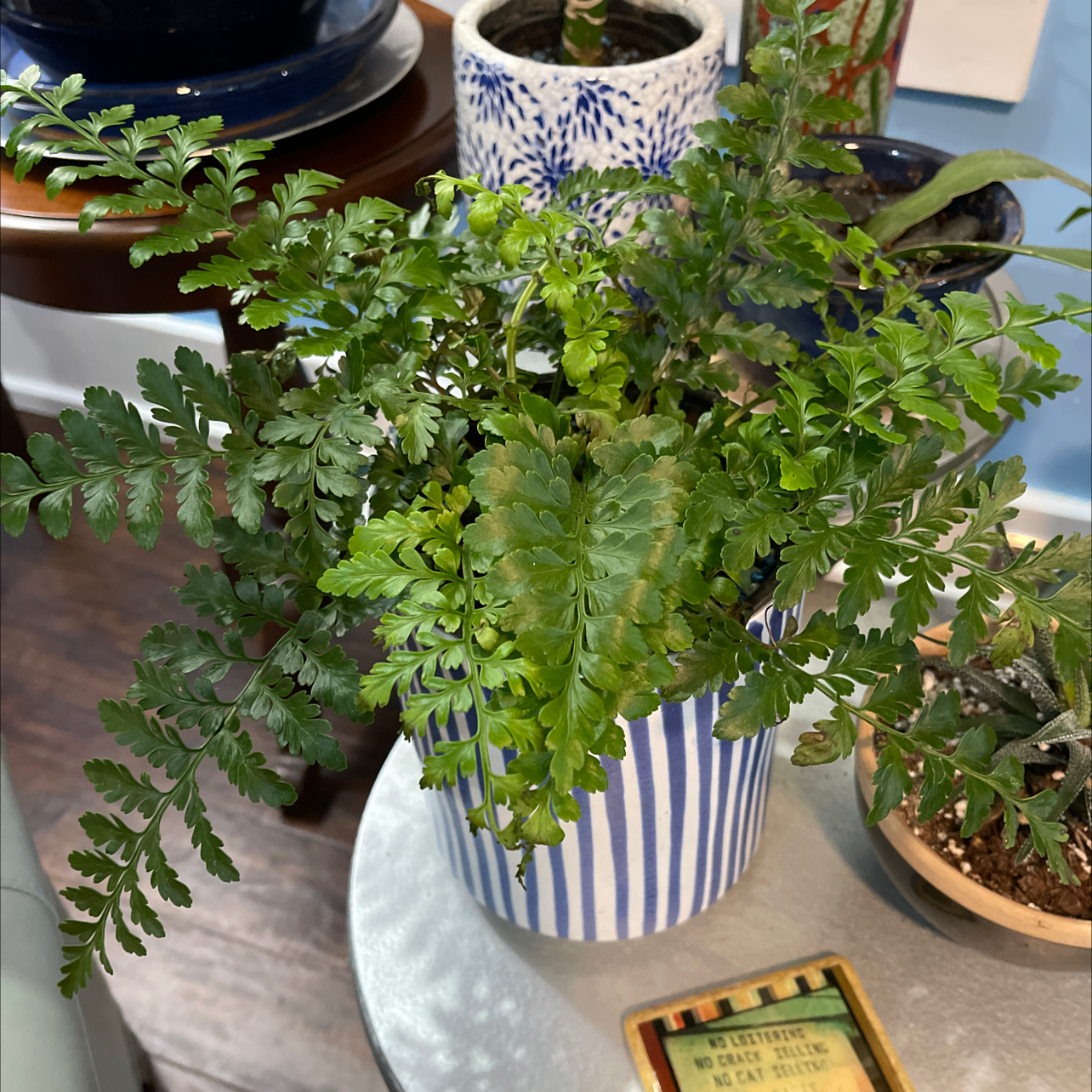 Potted Black Spleenwort plant with vibrant green leaves in a striped pot.