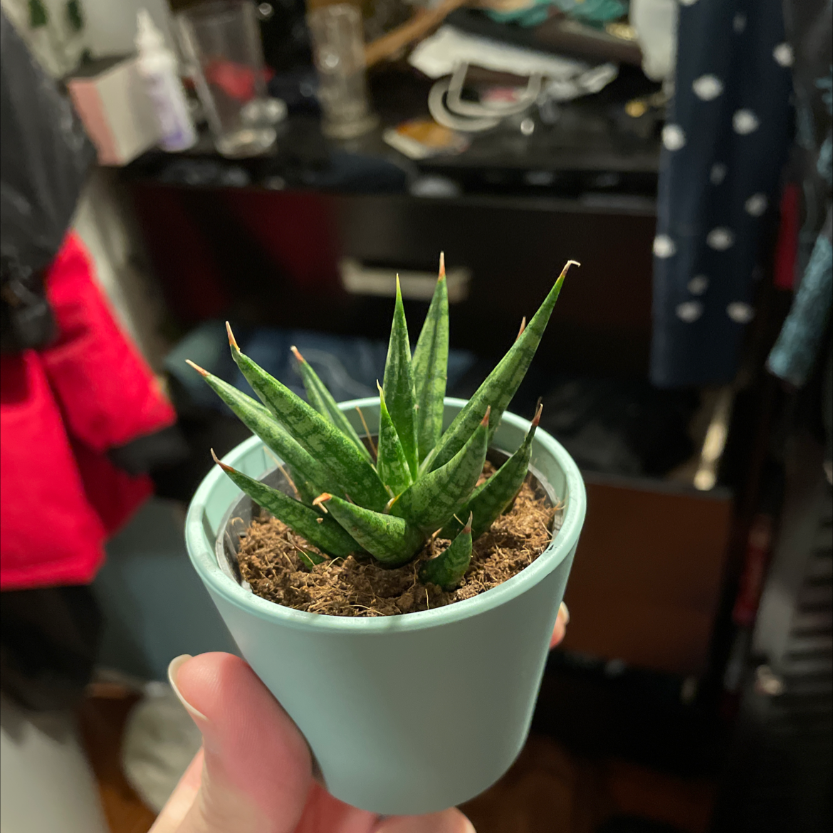Sansevieria francisii plant in a small pot, held by a hand, with a cluttered background.