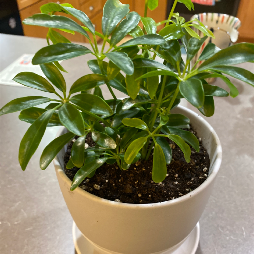 Dwarf Umbrella Tree plant photo by @MusicalOrchid named Apallo￼ on Greg, the plant care app.
