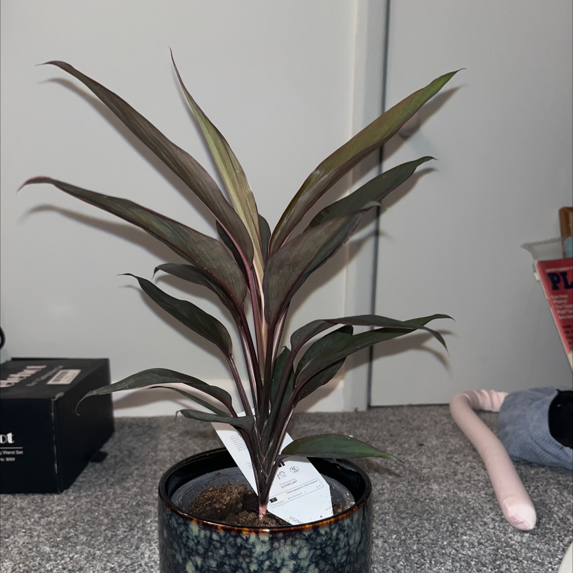 Cordyline fruticosa 'Pink Diamond' plant in a pot, healthy with visible soil.