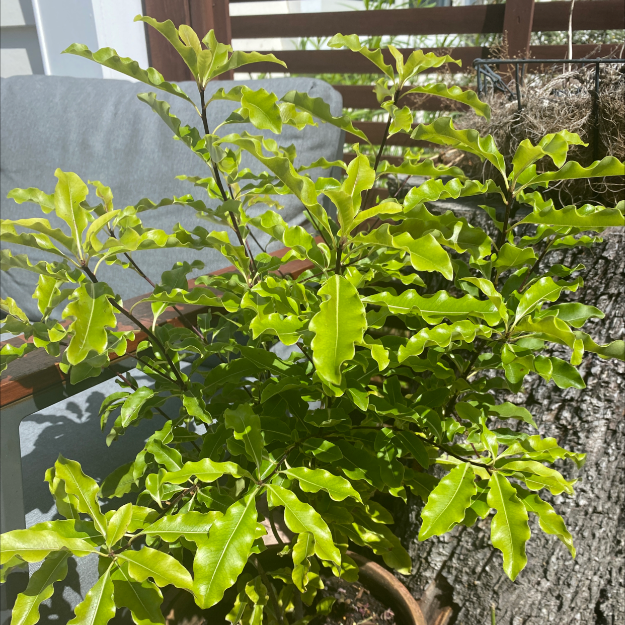 Photo of the plant species Tarata Cheesewood by @AbleBarley named Your plant on Greg, the plant care app