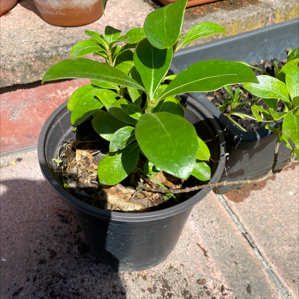Photo of the plant species Karamū by @AbleBarley named Mochi on Greg, the plant care app