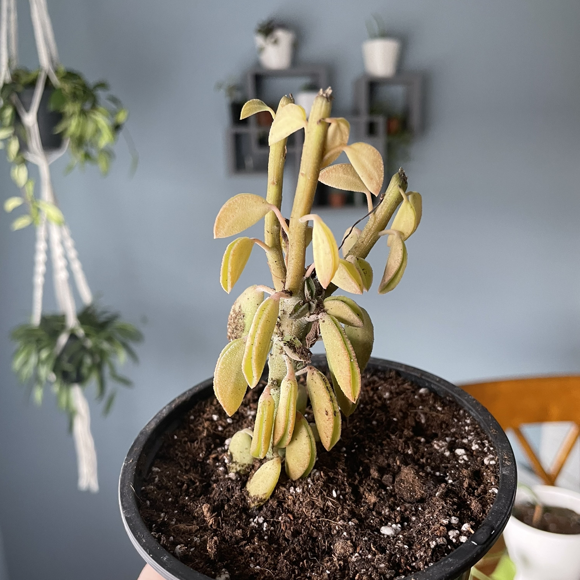Peperomia - Prayer Pepper