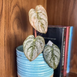 Silver Leaf Philodendron plant in Erlanger, Kentucky