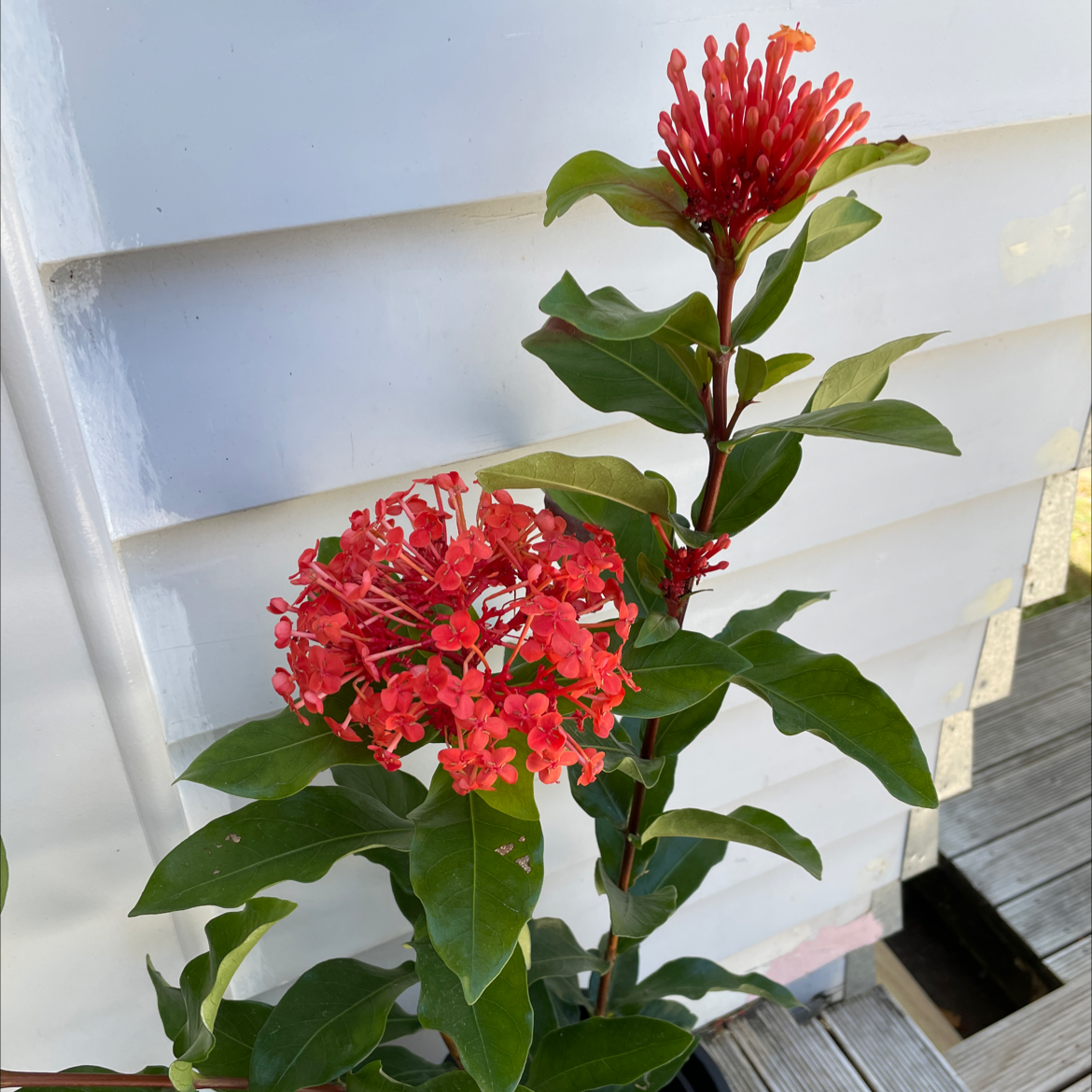 Jungle Geranium plant with vibrant red flowers against a white wall and wooden deck.