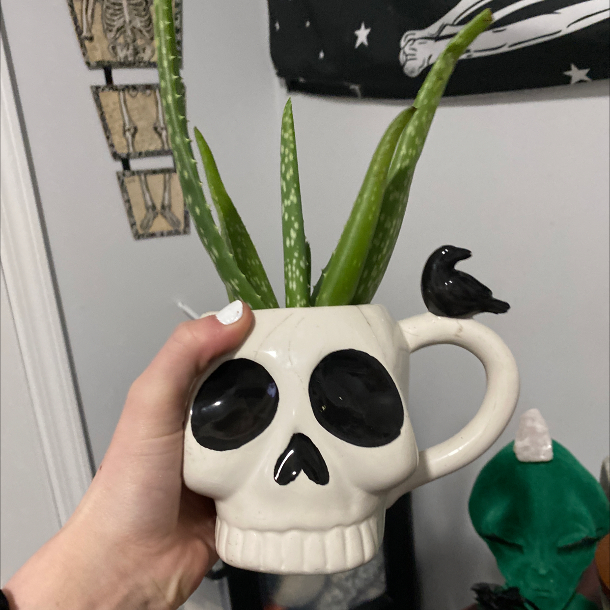 Aloe vera plant photo by @Kita-4290 named Ester on Greg, the plant care app.
