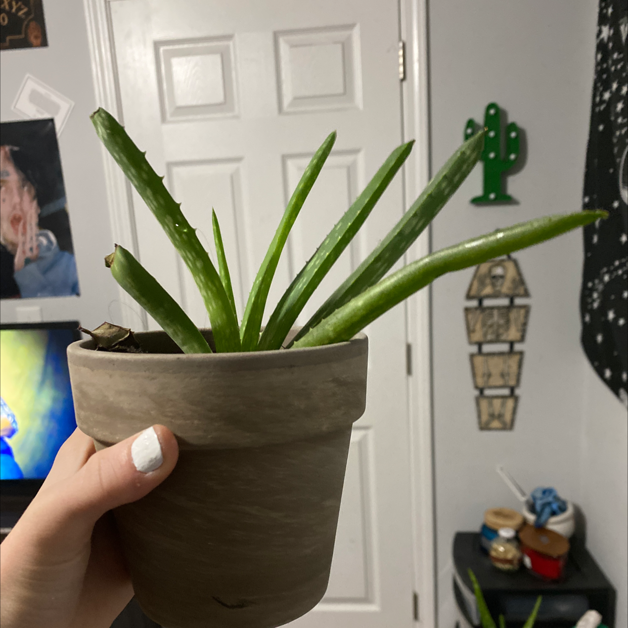 Aloe vera plant photo by @Kita-4290 named Armani on Greg, the plant care app.