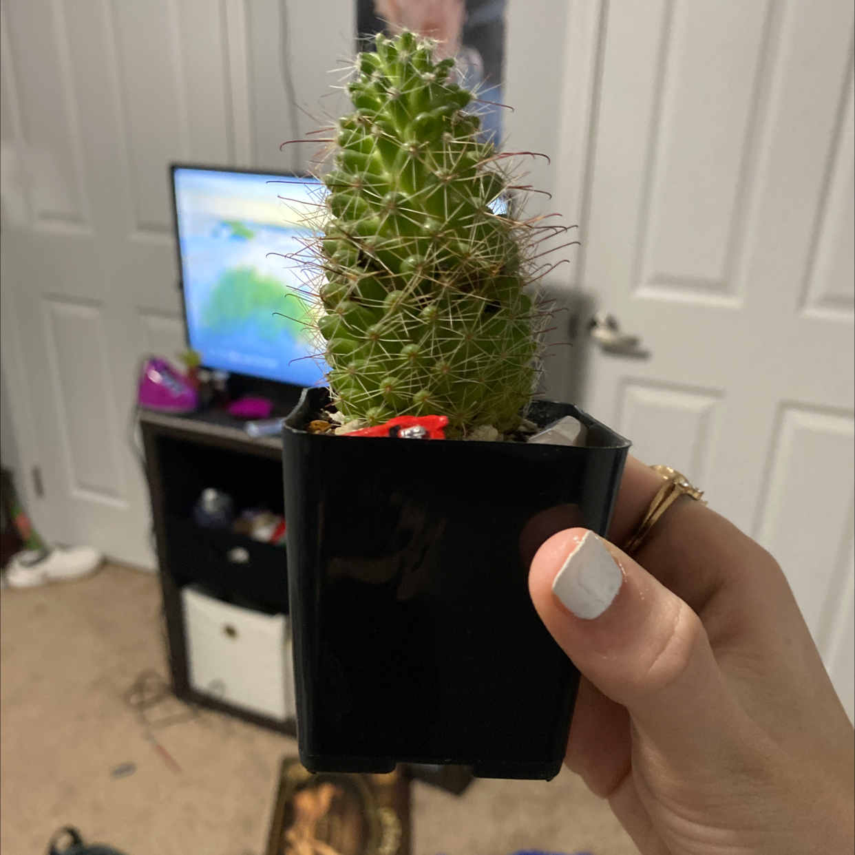 Mammillaria Elongata plant photo by @Kita-4290 named Ladybug on Greg, the plant care app.