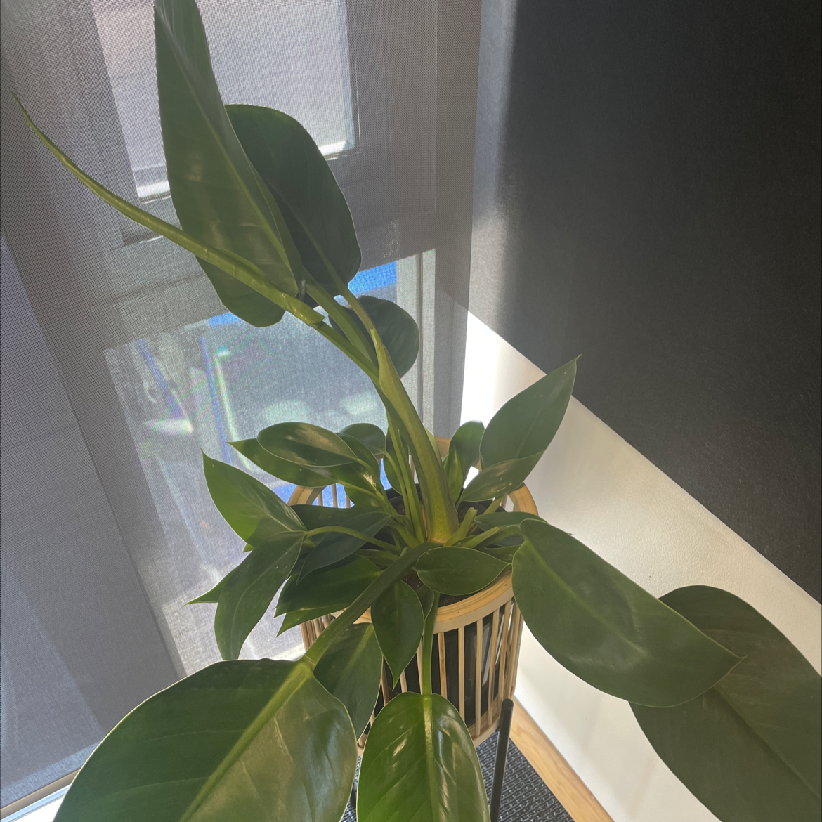 Photo of the plant species Philodendron 'Thai Congo' by @WinDeerberry named Thai congo on Greg, the plant care app