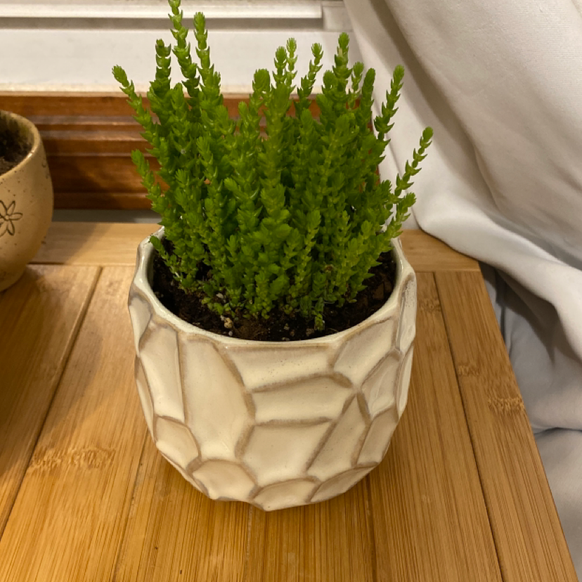 Potted Rattail Crassula plant with healthy green stems on a wooden surface.