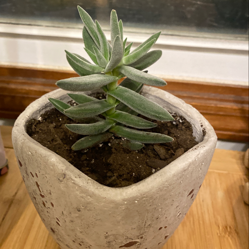 Potted Ghost Plant with healthy, fleshy leaves in a concrete pot.