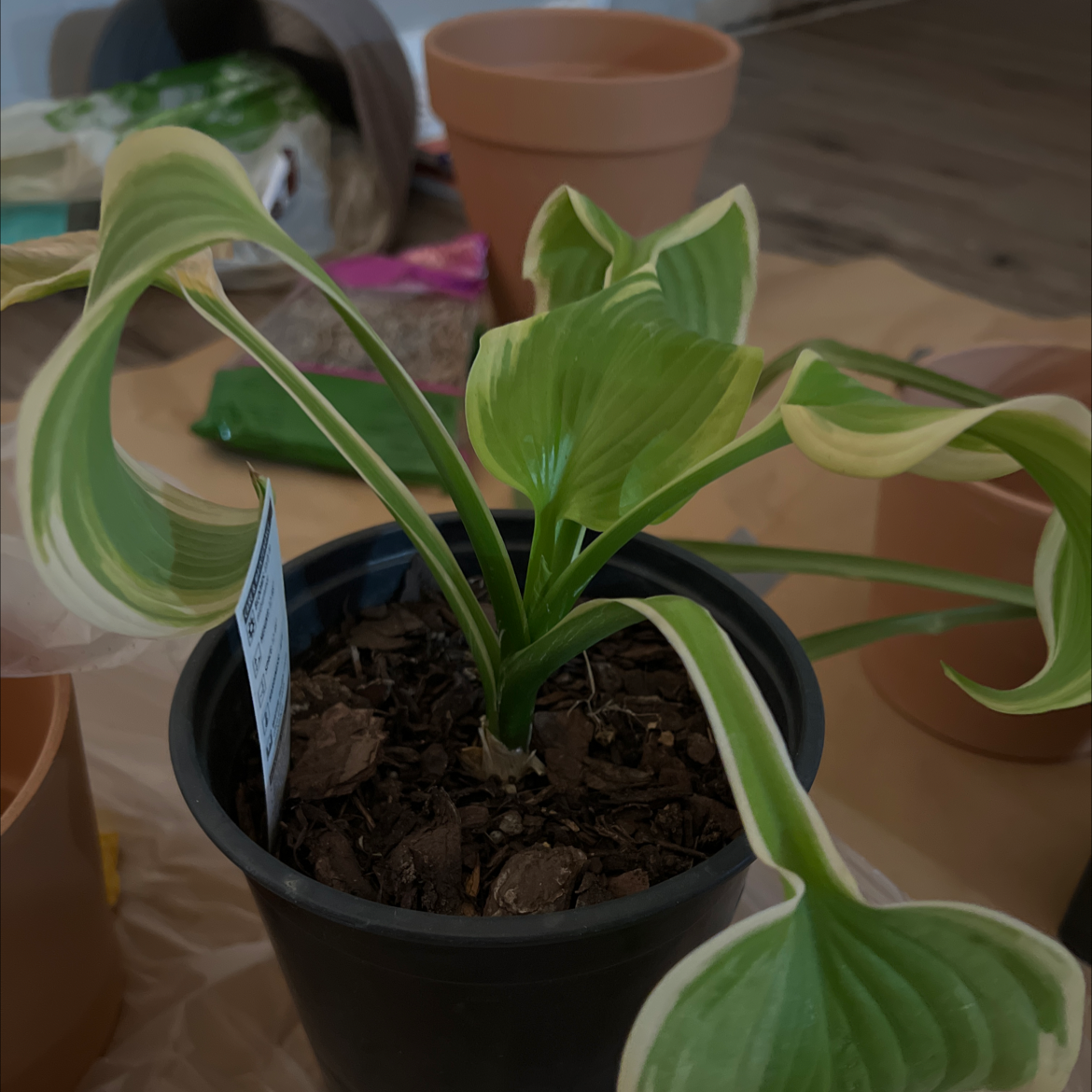 Hosta 'Patriot' plant in a black pot with variegated leaves, some of which are curled.