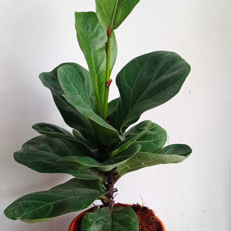 Dwarf Fiddle Leaf Fig plant in a pot with healthy green leaves.