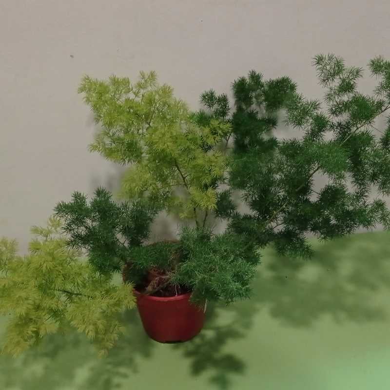 Photo of the plant species Asparagus umbellatus by @KaiRen named San on Greg, the plant care app