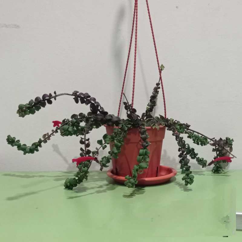 Twisted Lipstick Plant in a hanging pot with red flowers and healthy green leaves.