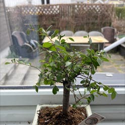 Chinese Elm plant