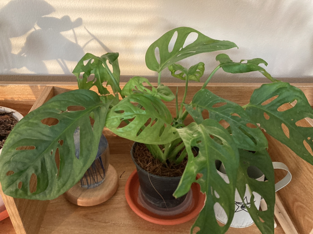 Swiss Cheese Vine plant photo by @WellspokenDaisy named Cheese on Greg, the plant care app.