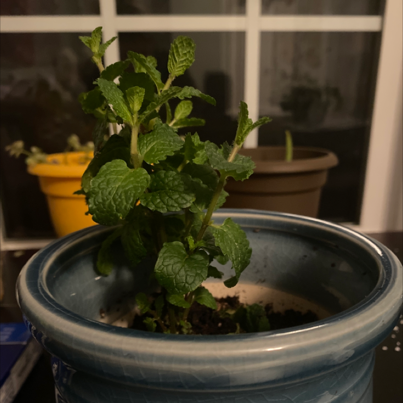 Potted Apple Mint plant with vibrant green leaves in a blue pot.