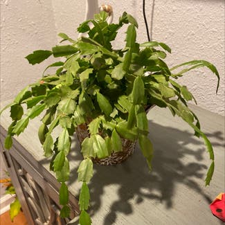 False Christmas Cactus plant in Cumming, Georgia