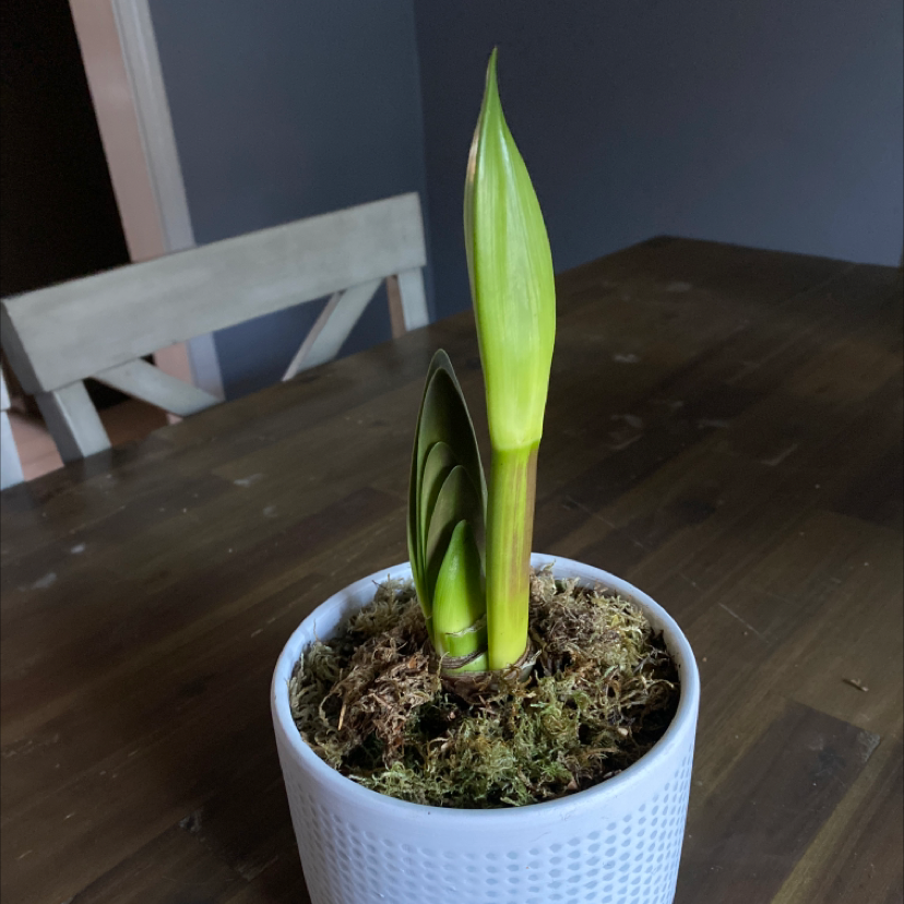 Minerva Amaryllis plant photo by @VeteranBanana named Duke on Greg, the plant care app.