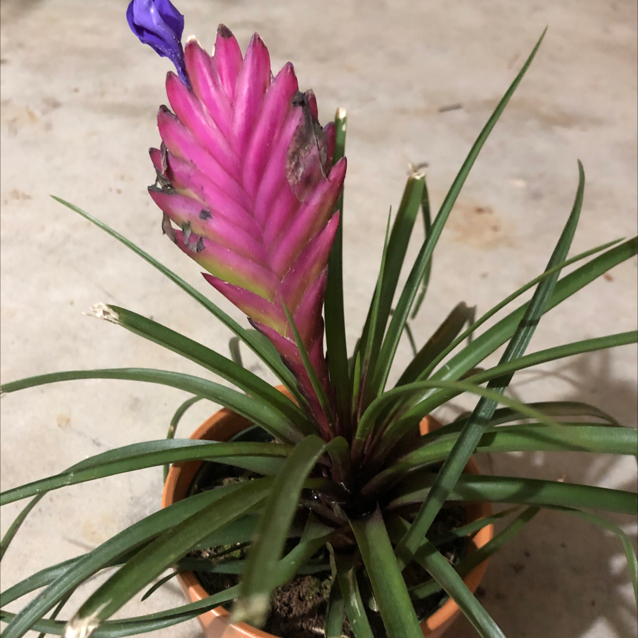 Pink Quill Plant (Tillandsia cyanea) with a pink bract and purple flower in a small pot.