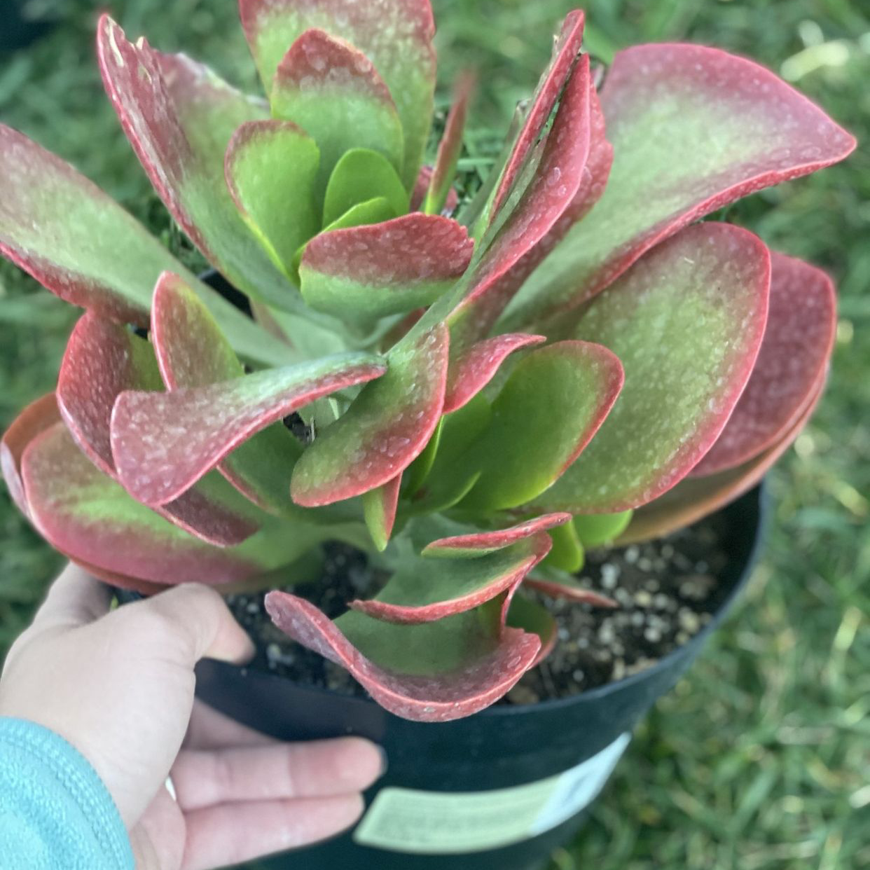 Kalanchoe 'Dragonfire' plant with vibrant red and green leaves, held by a hand.