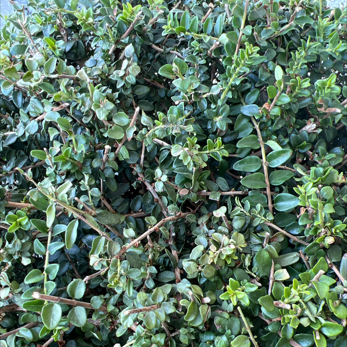 Photo of the plant species Box honeysuckle by @ClementLime named Door buxus on Greg, the plant care app