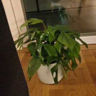 Mini Monstera plant in Stockholm, Stockholms län