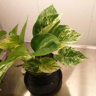 Marble Queen Pothos plant in Stockholm, Stockholms län