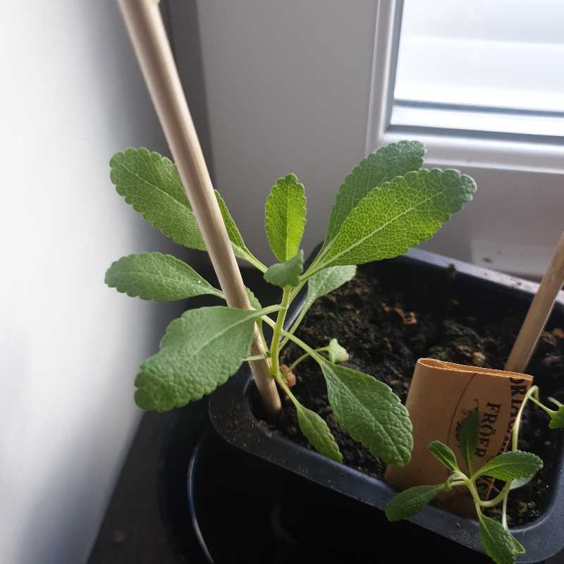 A healthy young White Sage plant in a small pot with visible soil.
