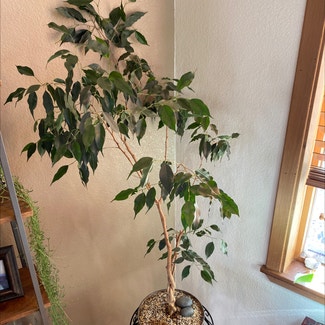 Weeping Fig plant in Reno, Nevada