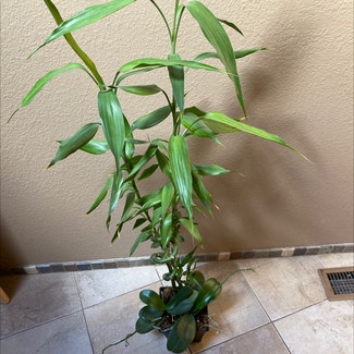 Phalaenopsis Orchid plant in Reno, Nevada