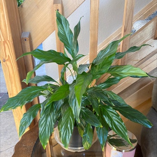 Peace Lily plant in Reno, Nevada