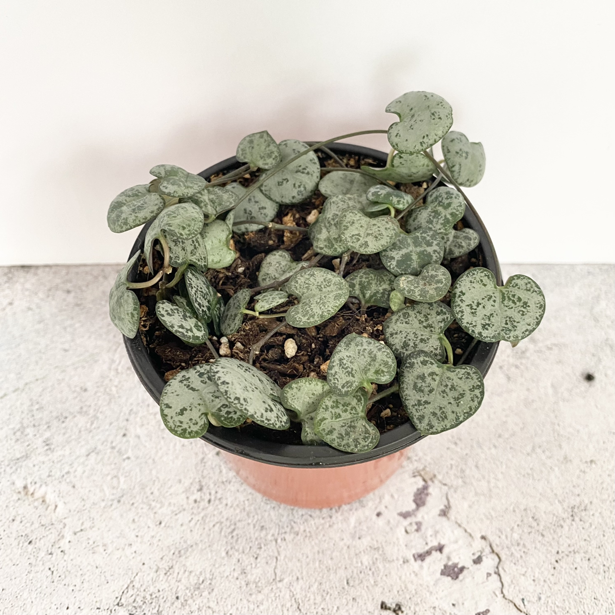 Photo of the plant species String of Hearts by @SophiesPlantShop named *4” String of Hearts* on Greg, the plant care app