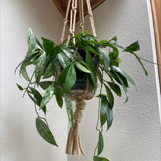 Hoya pubicalyx plant in Reno, Nevada
