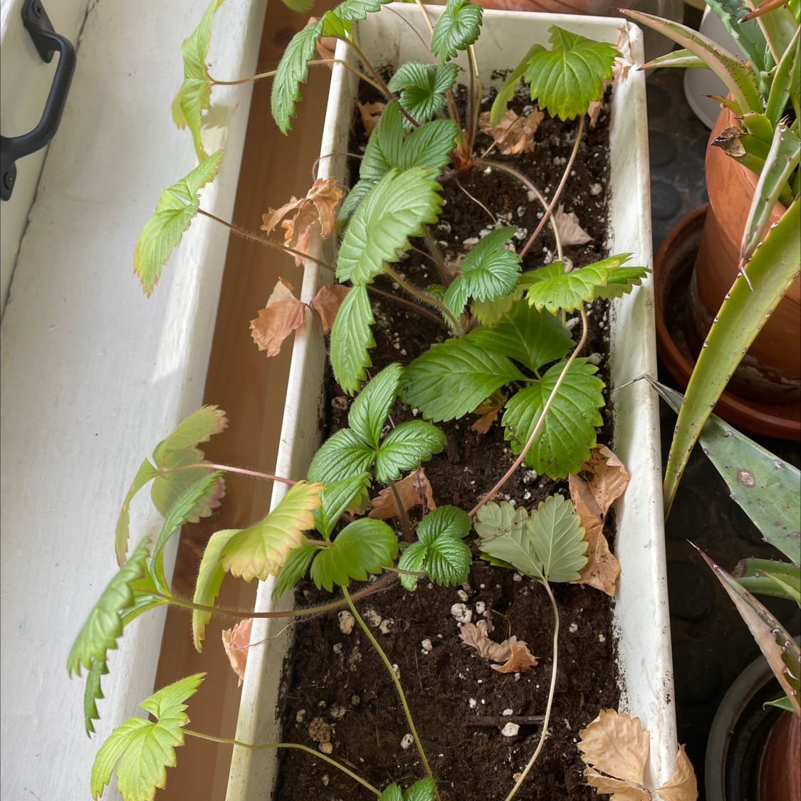 Strawberry plant in a rectangular planter with some yellow and brown leaves, visible soil.