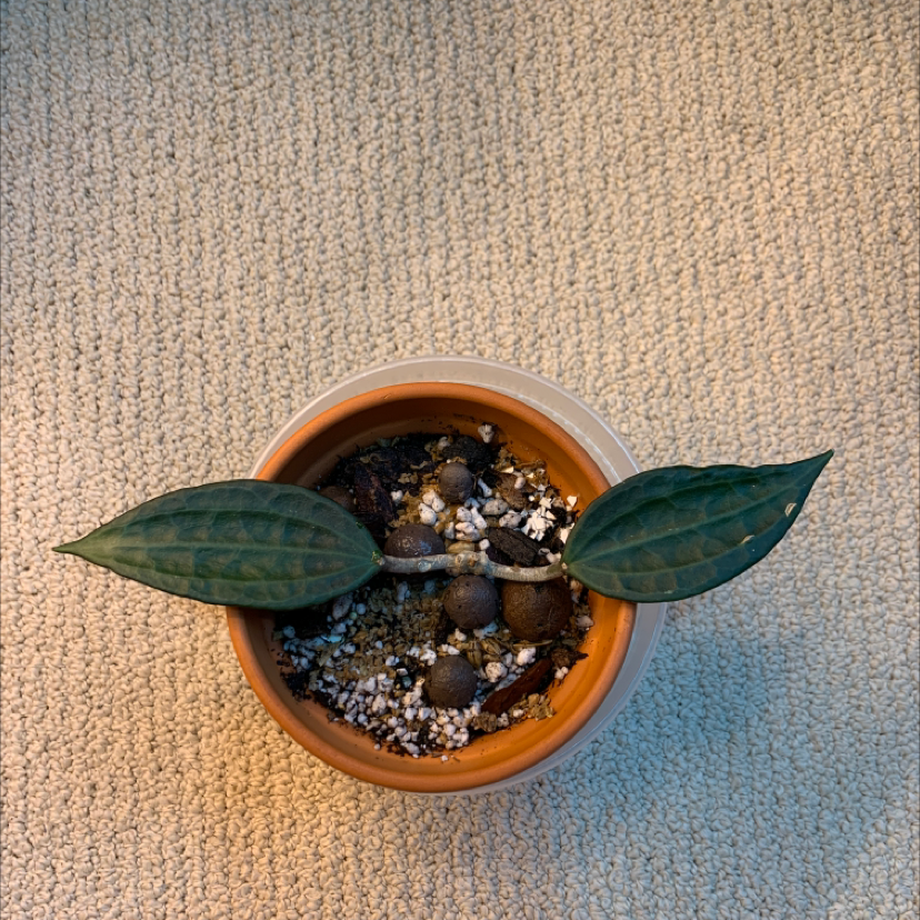 Potted Hoya macrophylla 'Albomarginata' with two large green leaves and visible soil.